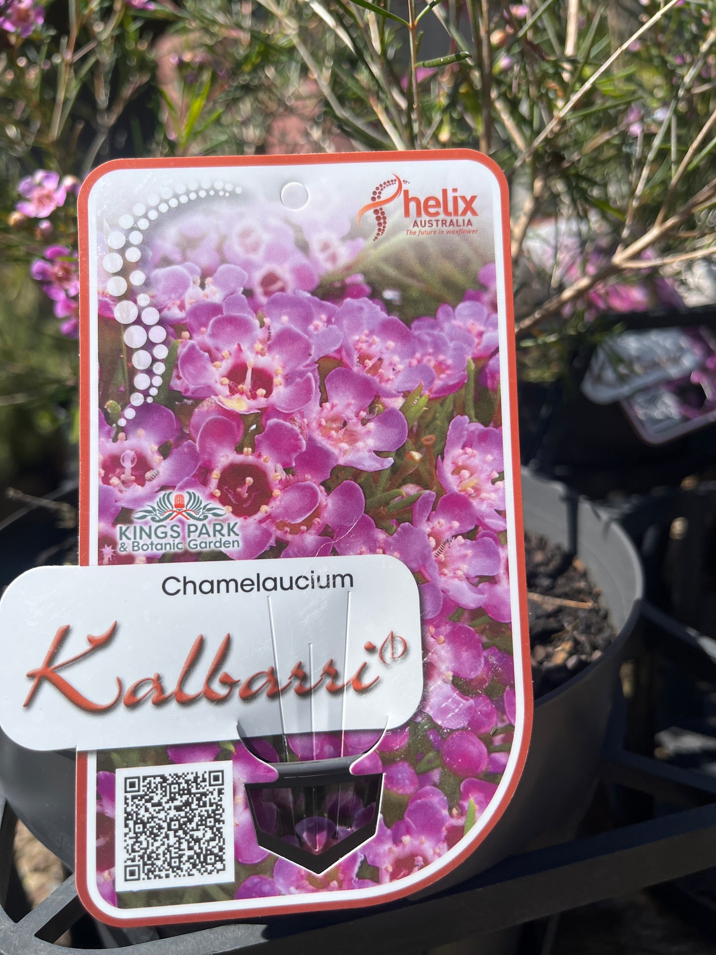 Chamelaucium unicinatum 'Kalbarri' 18cm