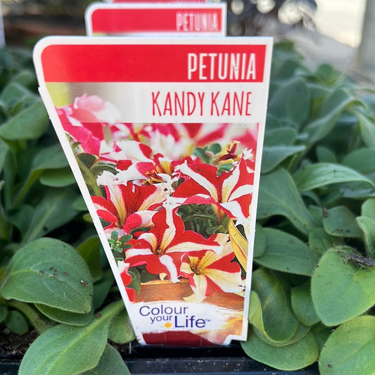 Petunia Kandy Kane punnet