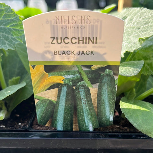 Zucchini Black Jack Punnet