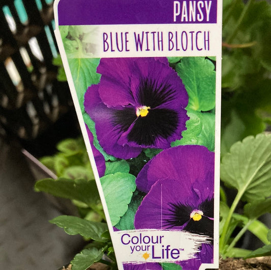 Pansy 'Blue with Blotch' Punnet