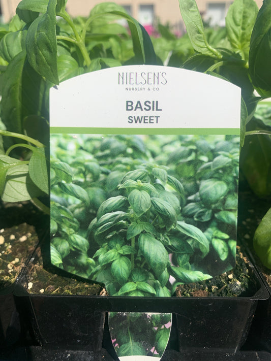 Basil Sweet 100mm