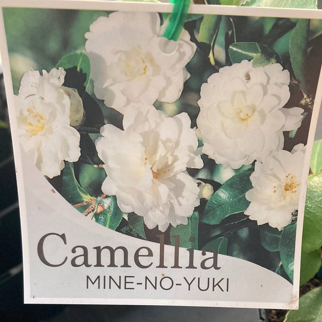 Camellia ‘Mine-No-Yuki 7cm