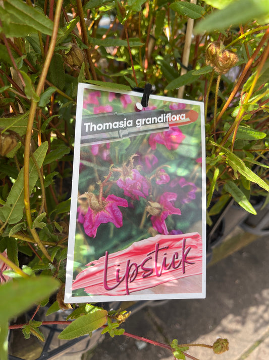 Thomasia grandiflora Lipstick 14cm