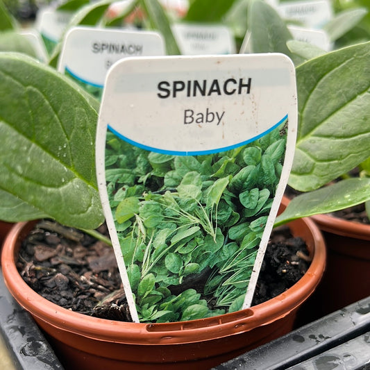 Spinach Baby 100mm