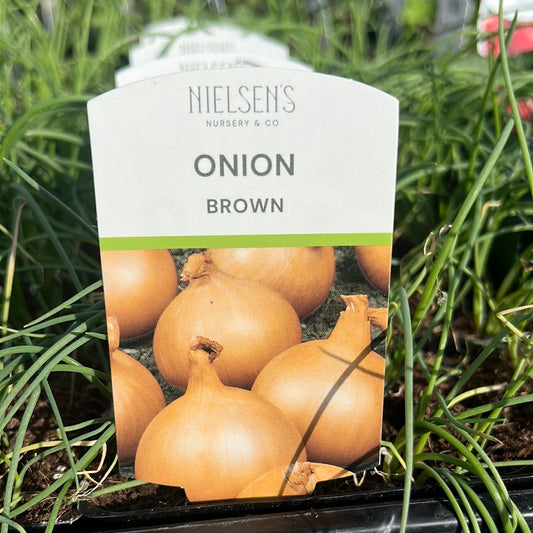 Onion Brown Punnet