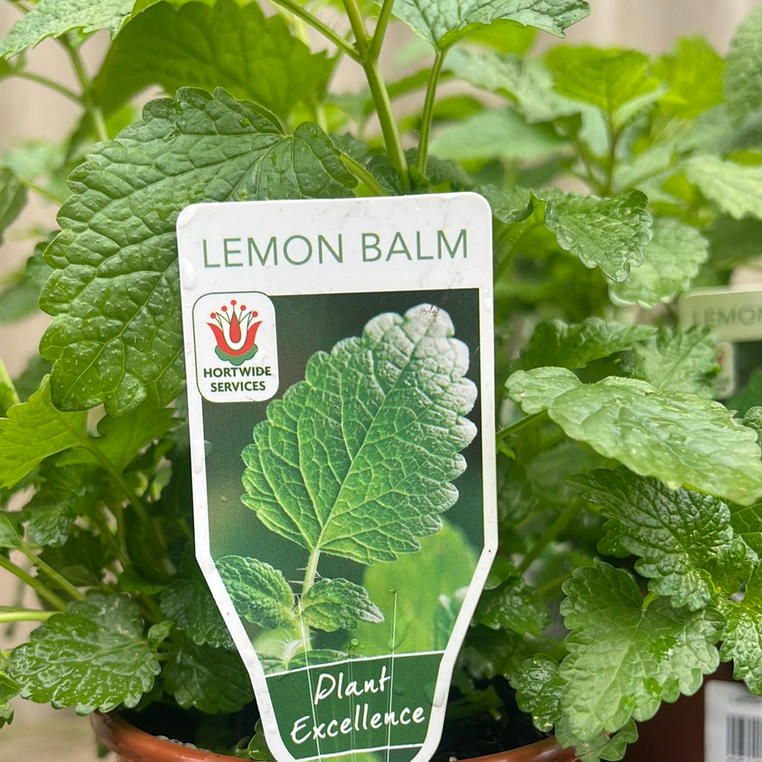 Lemon Balm 100mm