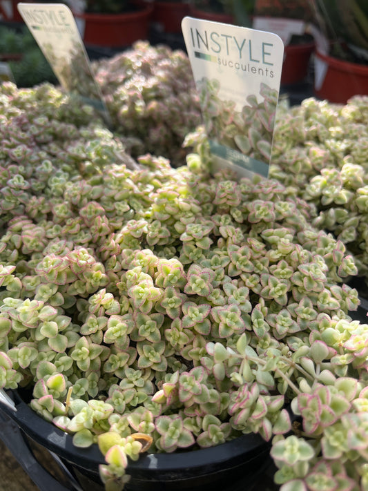 Sedum 'Little Missy' 14cm