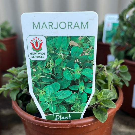 Sweet Marjoram 100mm