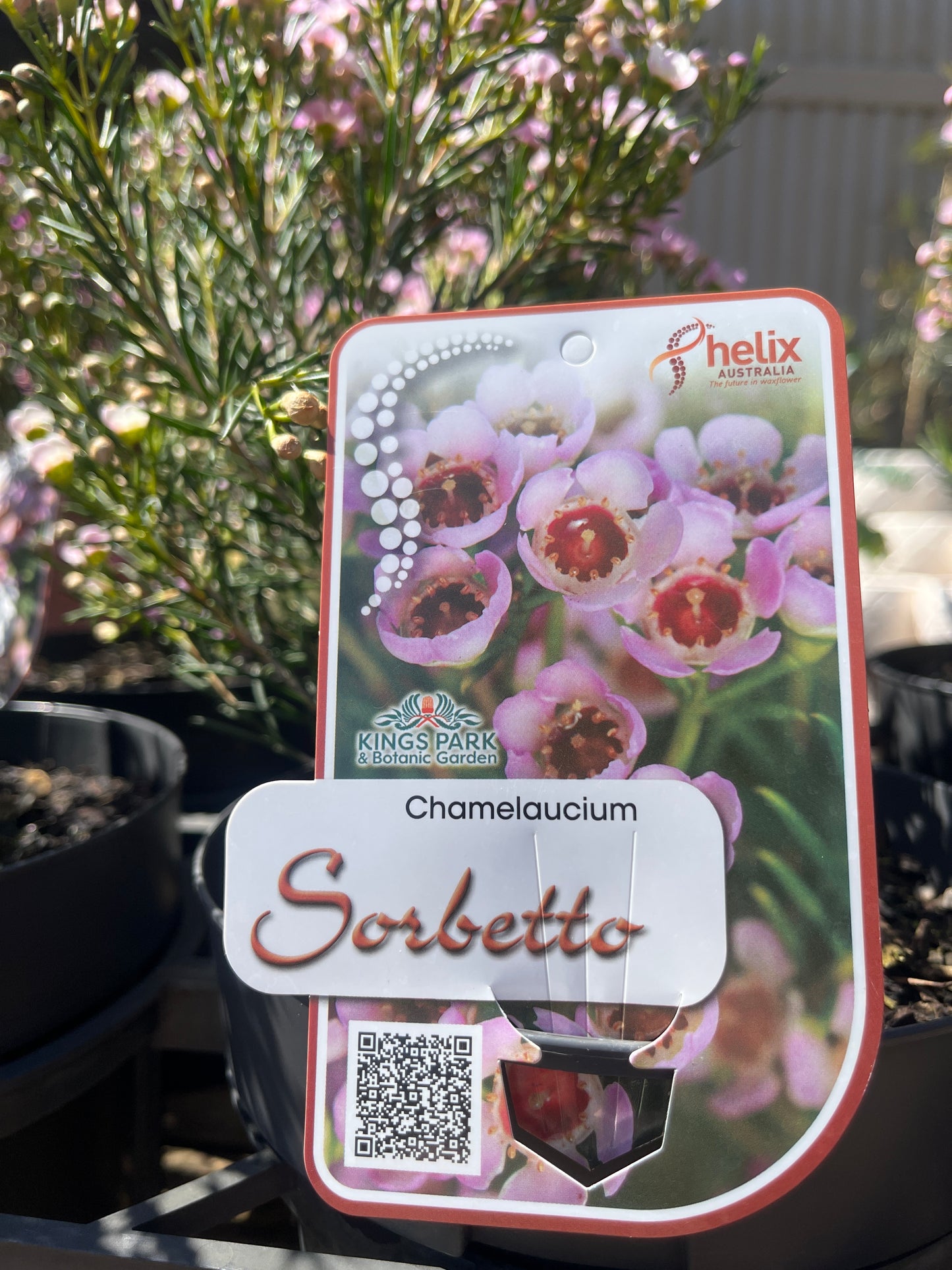 Chamelaucium unicinatum 'Sorbetto' 18cm