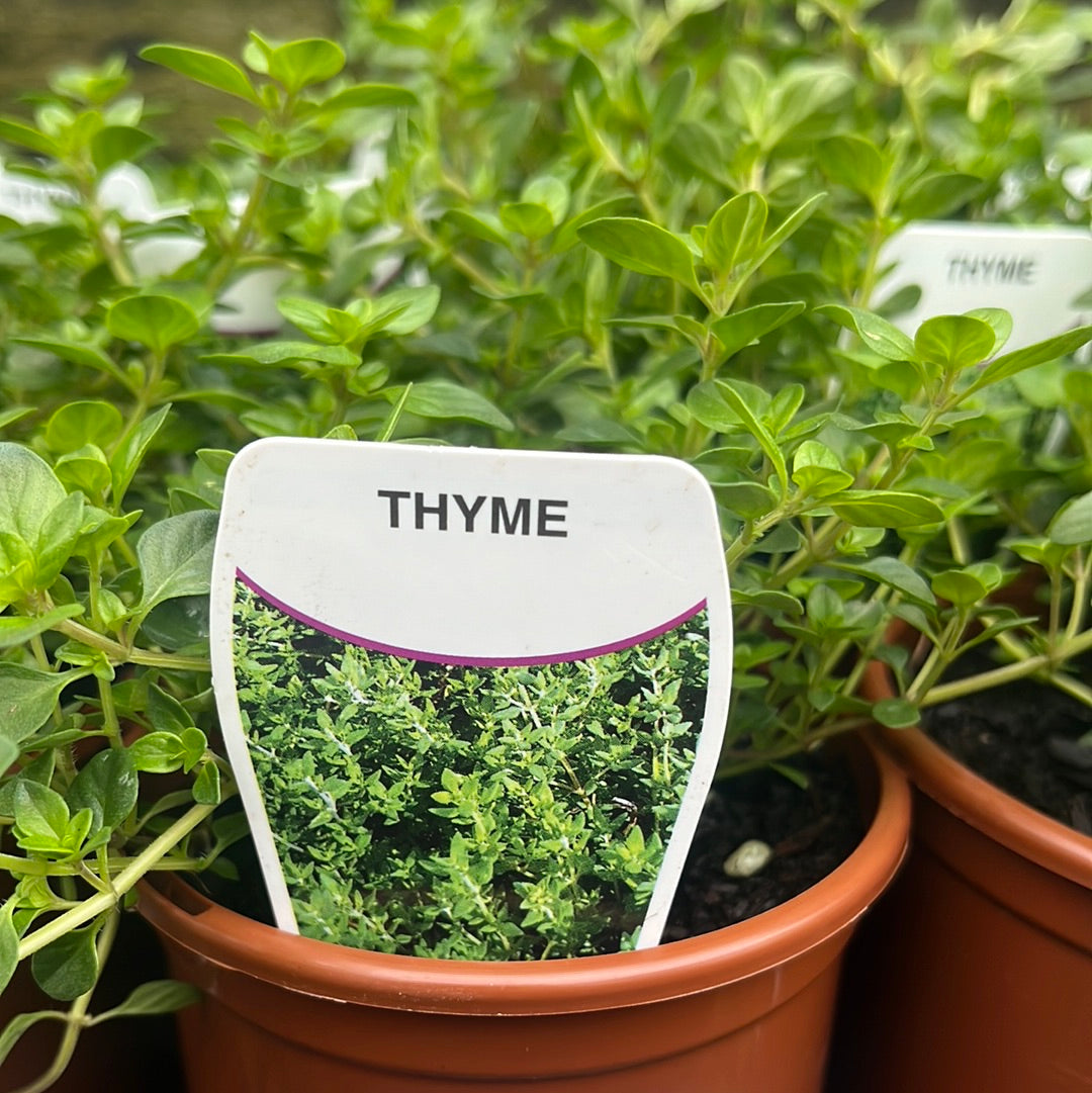 Thyme 100mm
