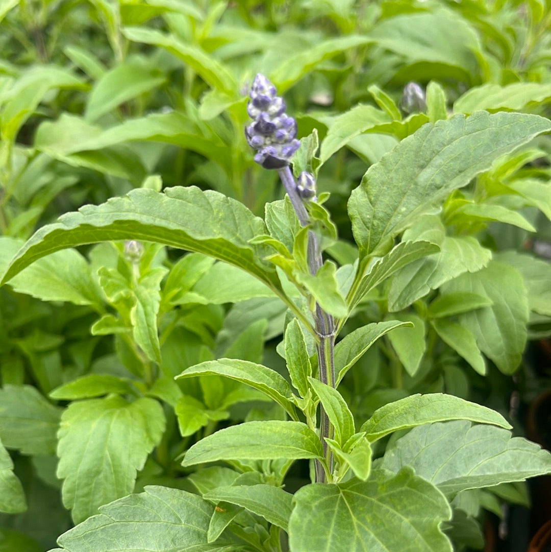 Salvia Blue 100mm