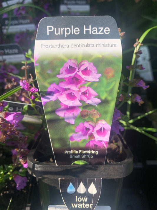 Prostanthera denticulata 'Purple Haze' 7cm