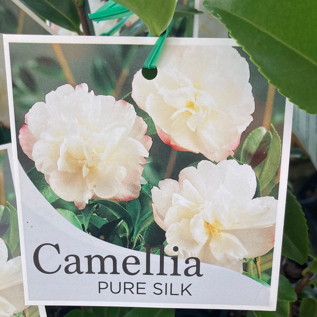 Camellia sasanqua 'Pure Silk' 7cm