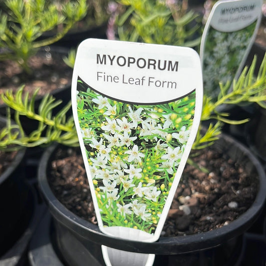 Myoporum parvifolium 'Fine Leaf White' 14cm