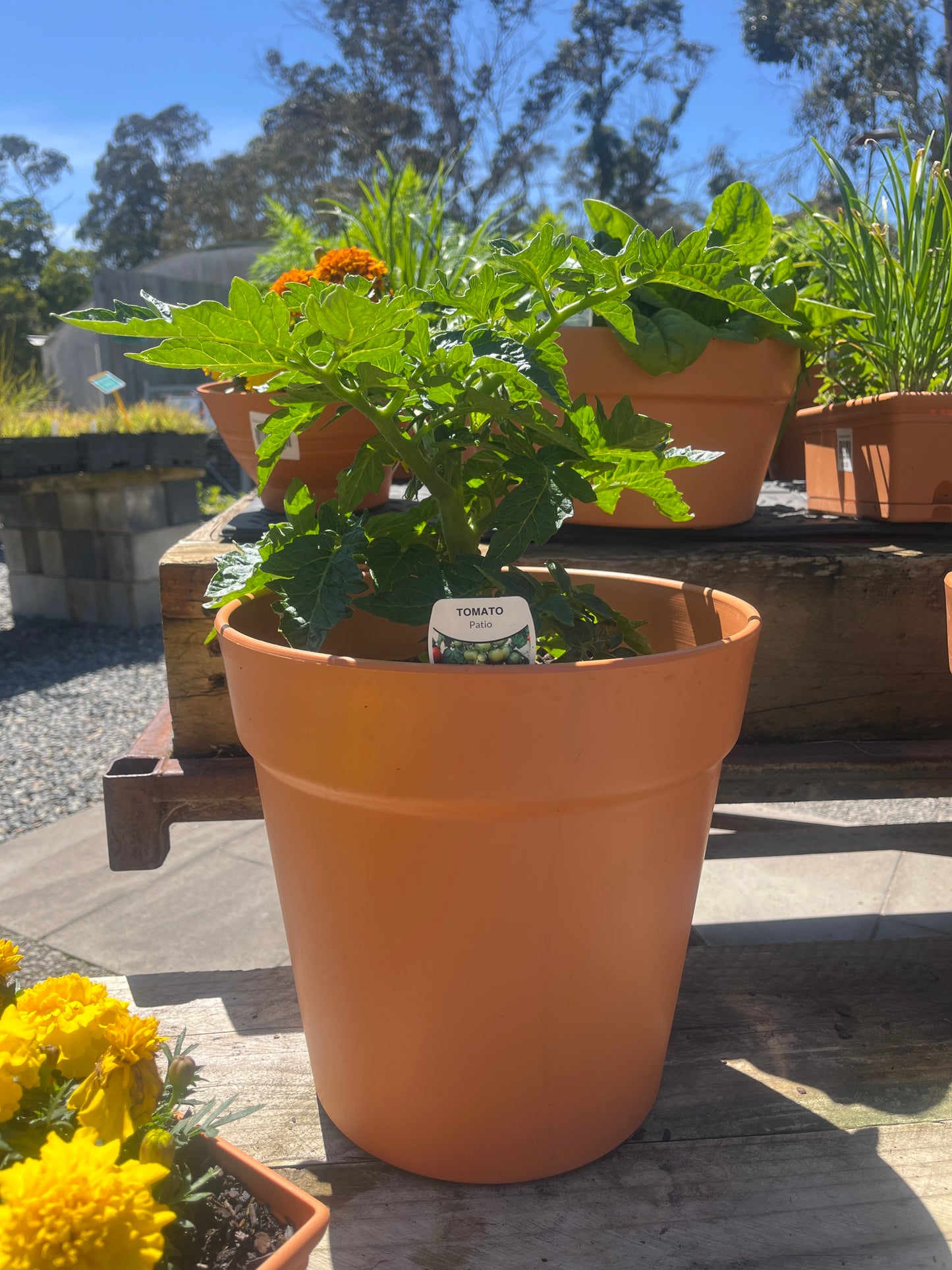 Tomato Patio Potted 30cm