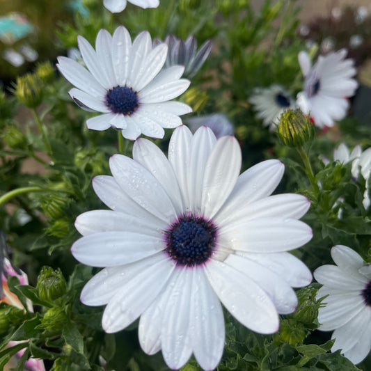 Osteospermum 'White' 14cm