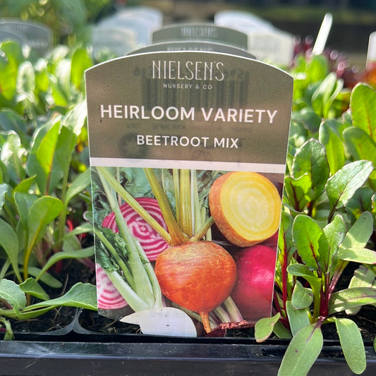 Beetroot Heirloom Mix 4 Pack