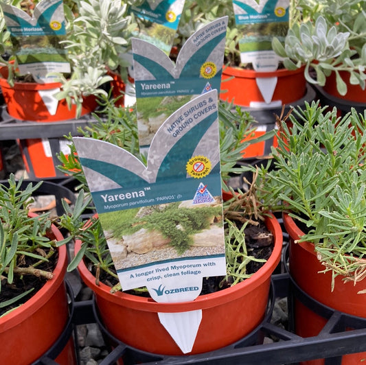 Myoporum parvifolium 'Yareena' 14cm