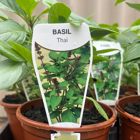 Thai Basil 100mm