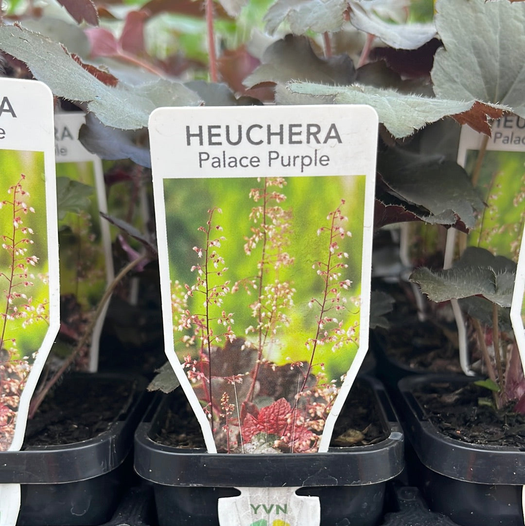 Heuchera ‘palace purple’ 7cm