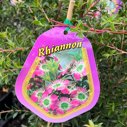 Leptospermum 'Rhiannon' 14cm