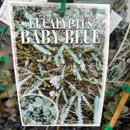 Eucalyptus pulverulenta Baby Blue 14cm