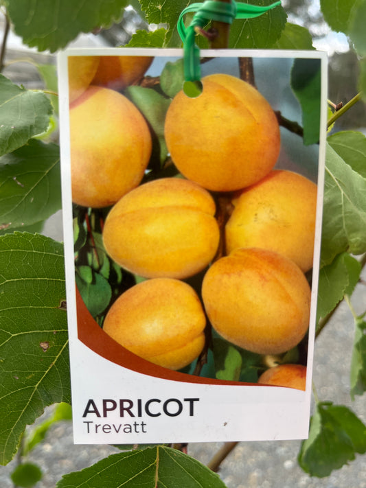 Apricot 'Trevatt' 25cm