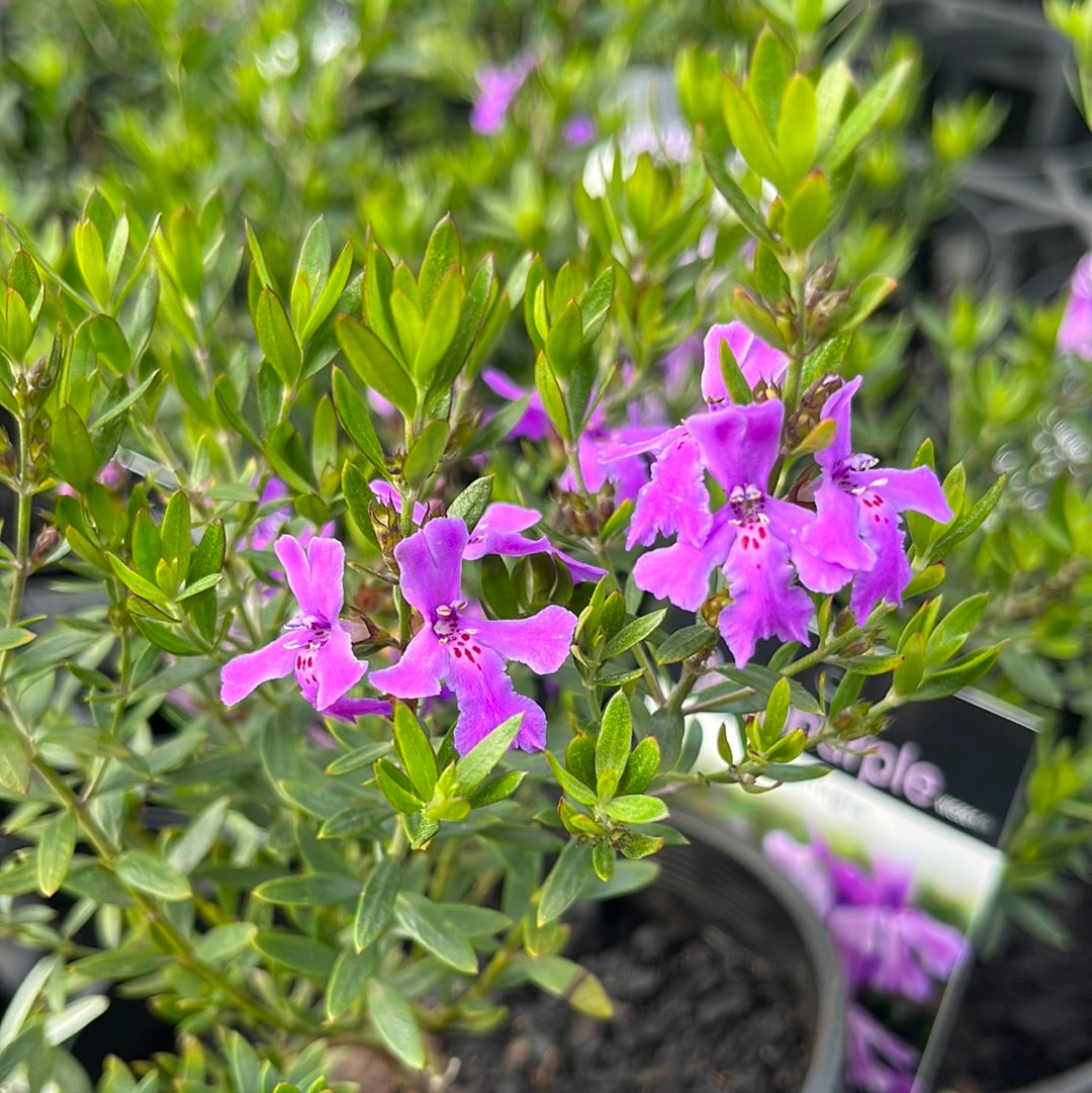 Westringia glabra 'Deep purple' 14cm