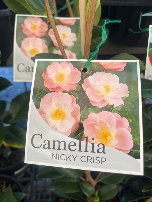 Camellia japonica 'Nicky Crisp' 18cm