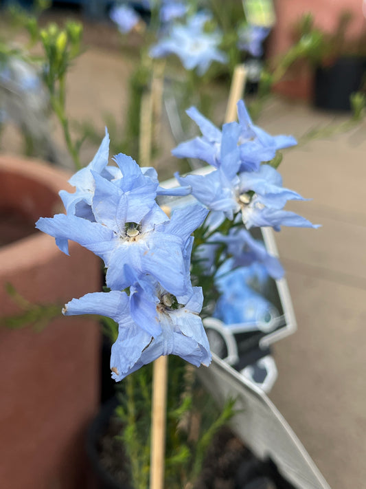 Lechenaultia biloba Blue Ruffles 14cm