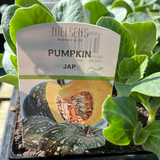 Pumpkin Japanese Punnet