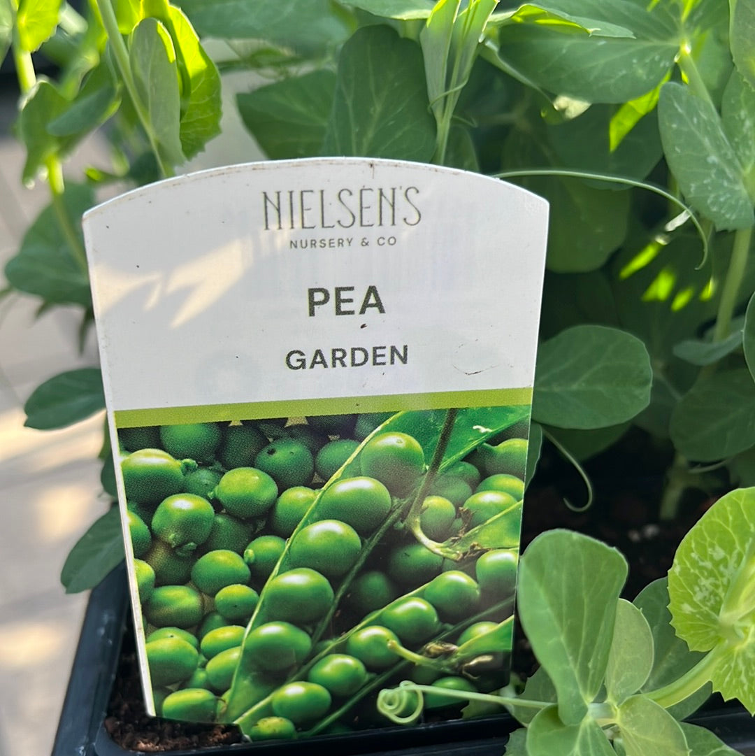 Pea Garden Punnet