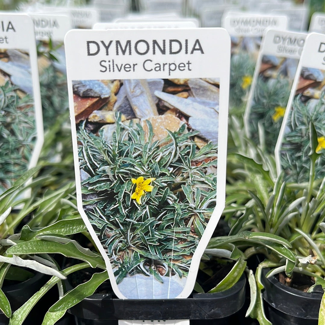 Dymondia ‘silver carpet’ 7cm