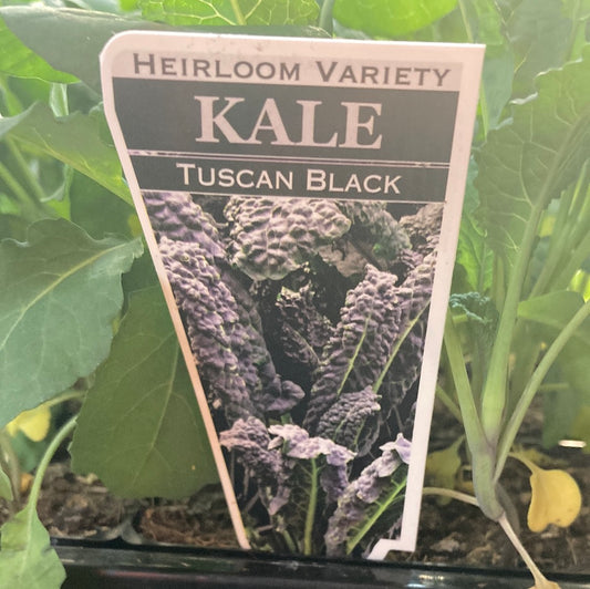 Kale Tuscan Heirloom Punnet
