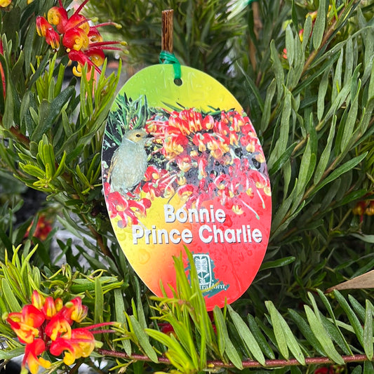 Grevillea 'Bonnie Prince Charlie' 20cm