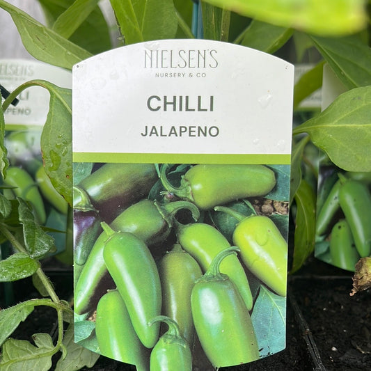 Chilli Jalpeno 100mm