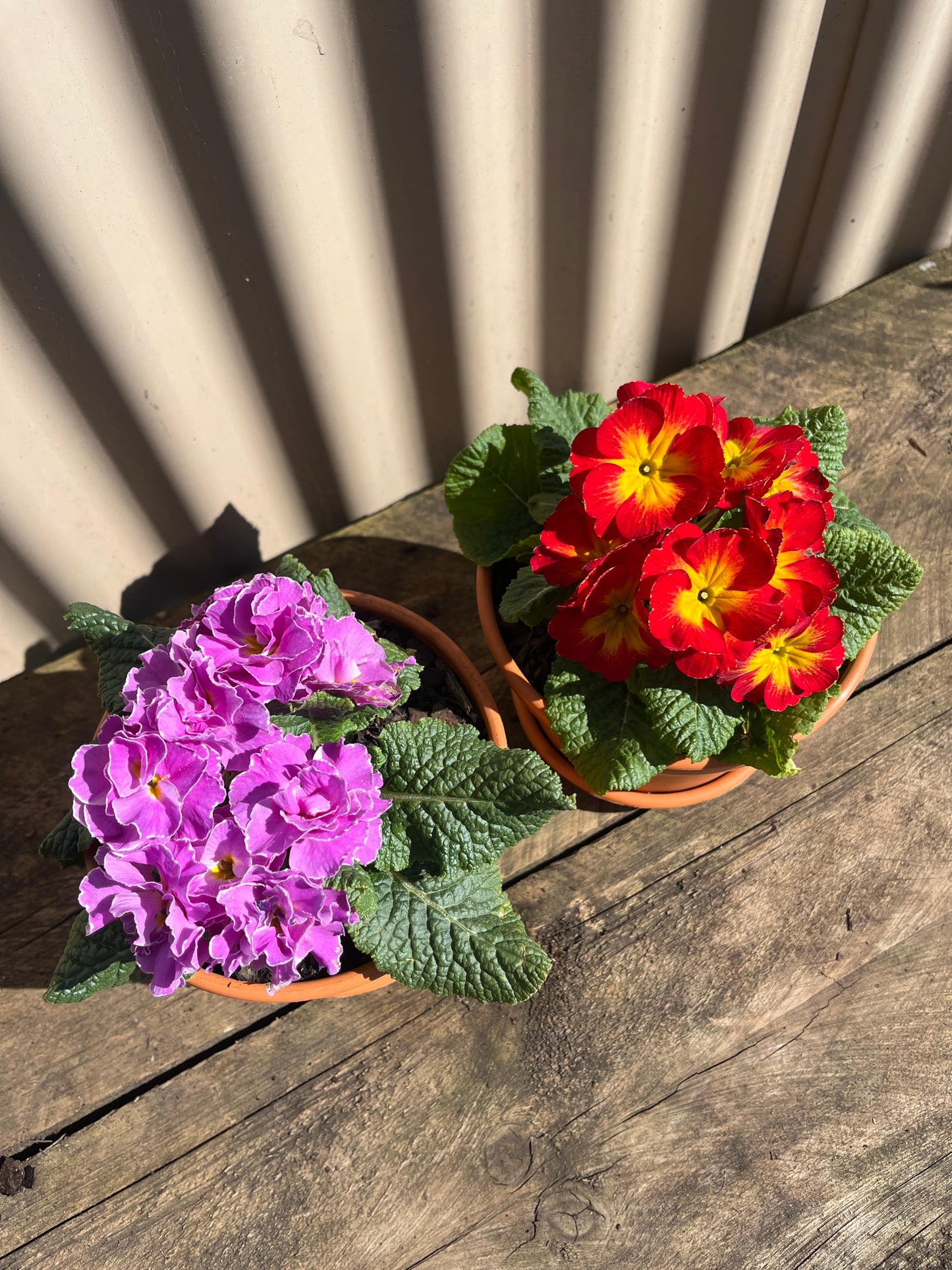 Terracotta Style Potted Flowering Plant 15cm