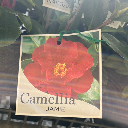 Camellia 'Jamie' 7cm