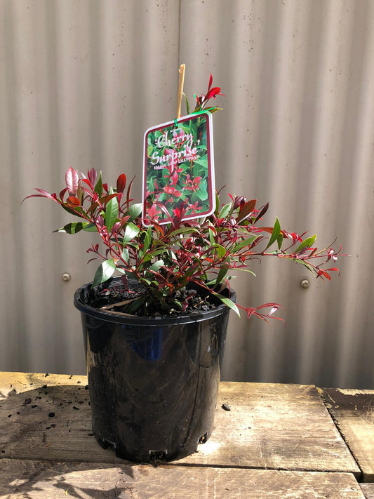 Acmena smithii 'Cherry surprise' 20cm Seconds