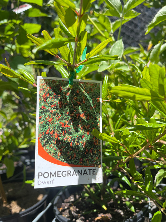 Pomegranate 'Wonderful' 20cm