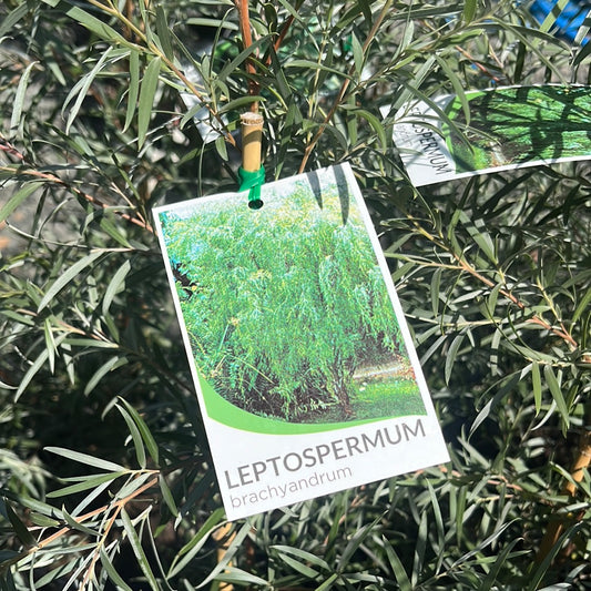 Leptospermum brachyandrum 'Silver Weeping Tea Tree' 20cm