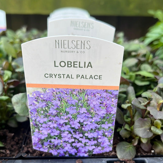 Lobelia Crystal Palace Punnet