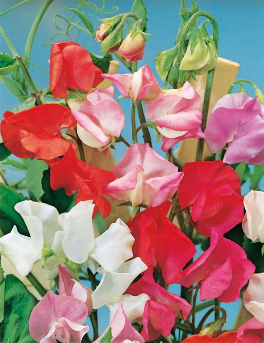 Early Multiflora Gigantica Sweet Pea 50 Seeds