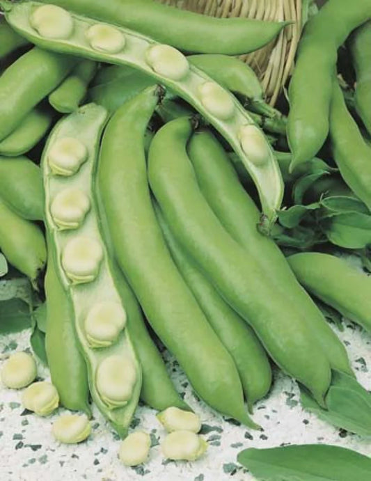 Coles Early Dwarf Broad Bean Seeds 50g