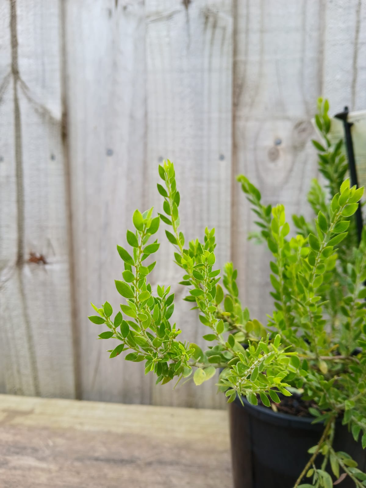 Acacia howittii 'Honey Bun' 14cm