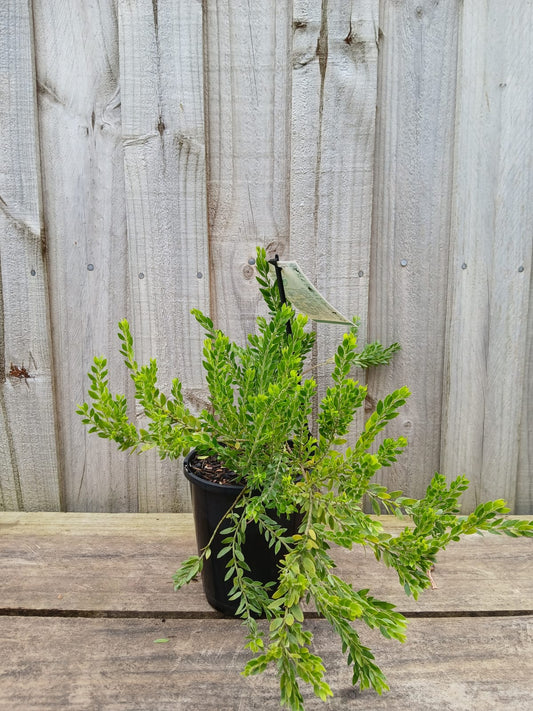 Acacia howittii 'Honey Bun' 20cm
