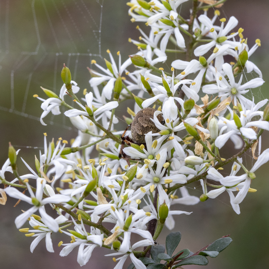 Bursaria spinosa 20cm