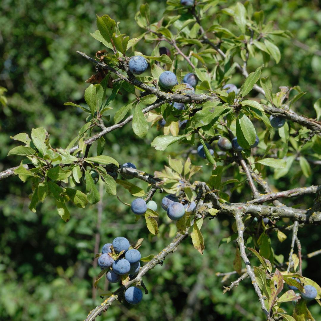 Bursaria spinosa 20cm