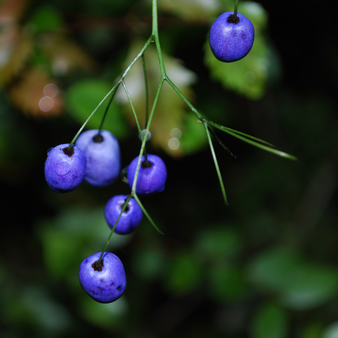 Dianella tasmanica 14cm