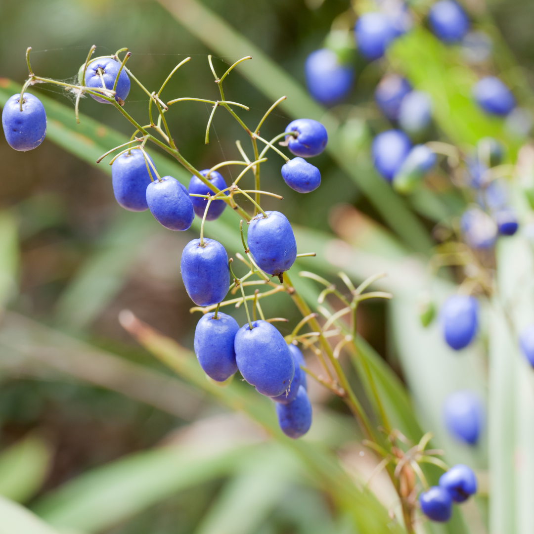 Dianella revoluta 'Spreading Flax Lily' 14cm